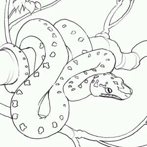 Coloring book of anaconda on a branch